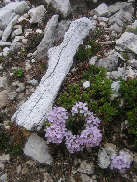 FERRATA GUISEPPE OLIVIERI NA TOFANA DI MEZZO  